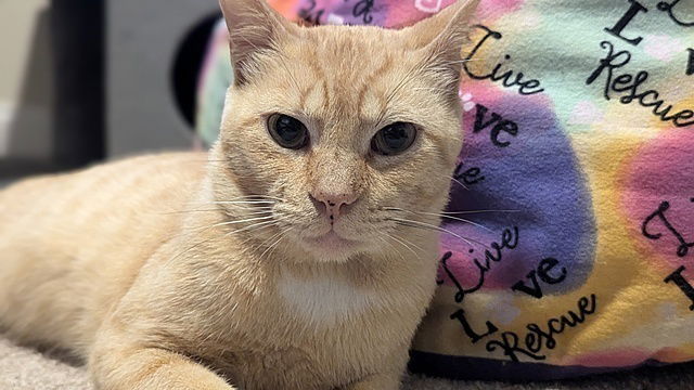 adoptable Cat in Tampa, FL named Nachito