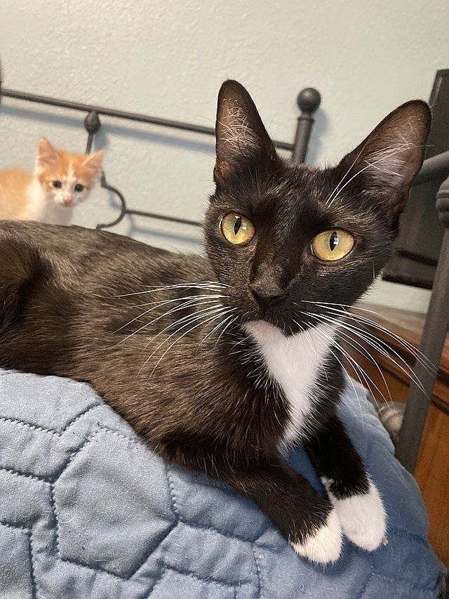 adoptable Cat in Tampa, FL named Paloma