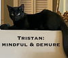 adoptable Cat in Tampa, FL named Tristan