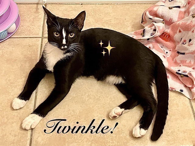 adoptable Cat in Tampa, FL named Twinkle