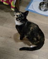 adoptable Cat in tampa, FL named Hazel