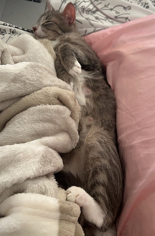 RENESMEE, Adult Domestic Short Hair (short coat), cat for adoption in Largo, Florida