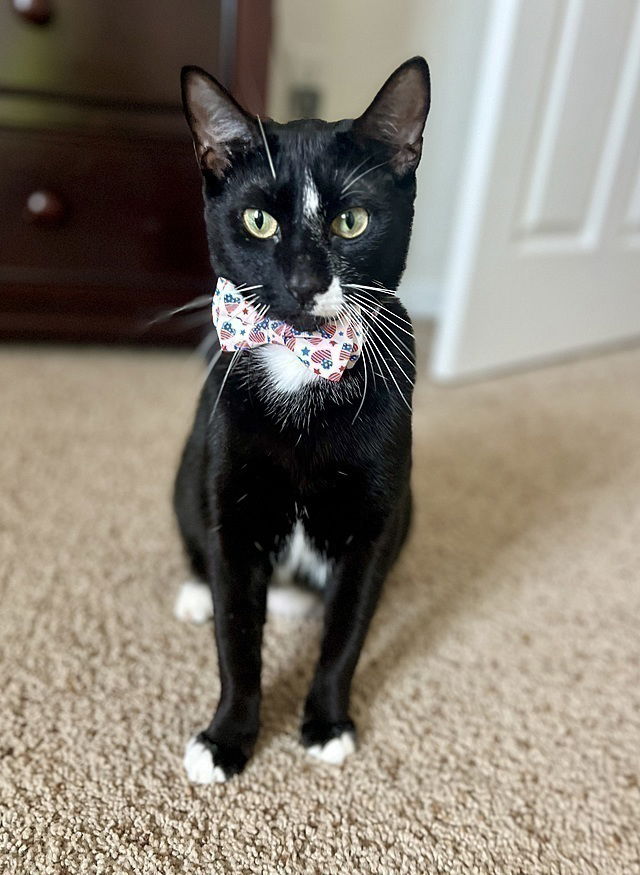 adoptable Cat in Tampa, FL named Hank