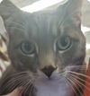 adoptable Cat in tampa, FL named Talon