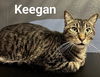 adoptable Cat in tampa, FL named Keegan