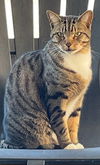 adoptable Cat in tampa, FL named Charlie
