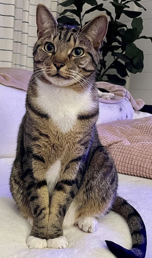 Charlie, Adult Domestic Short Hair (short coat), cat for adoption in Largo, Florida