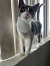 adoptable Cat in tampa, FL named Ellaria Rose