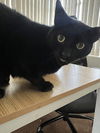adoptable Cat in tampa, FL named Fabio