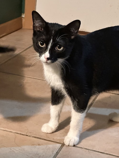 Armenia, Young Domestic Short Hair (short coat), cat for adoption in Largo, Florida