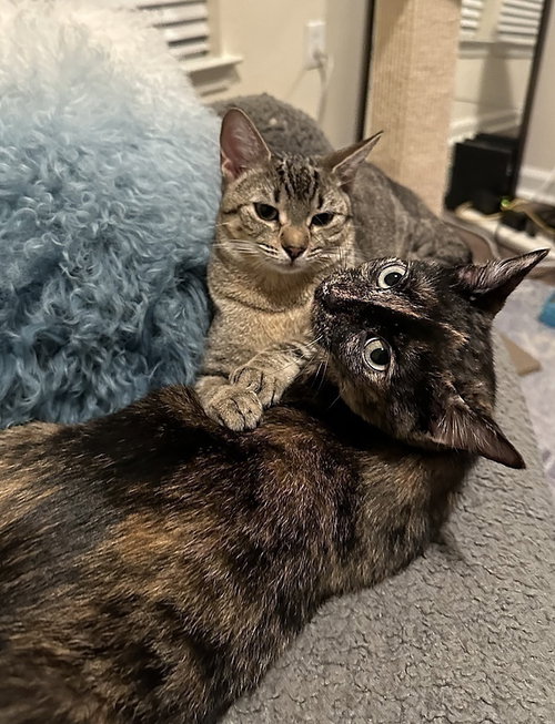 Belia, Young Domestic Short Hair (short coat), cat for adoption in Largo, Florida