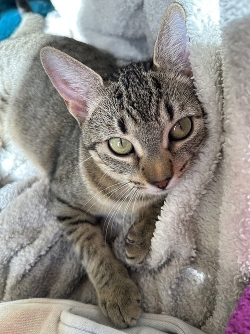 Lexi, Young Domestic Short Hair (short coat), cat for adoption in Largo, Florida