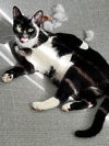 adoptable Cat in tampa, FL named Sybil