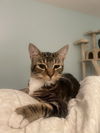 adoptable Cat in tampa, FL named Spencer