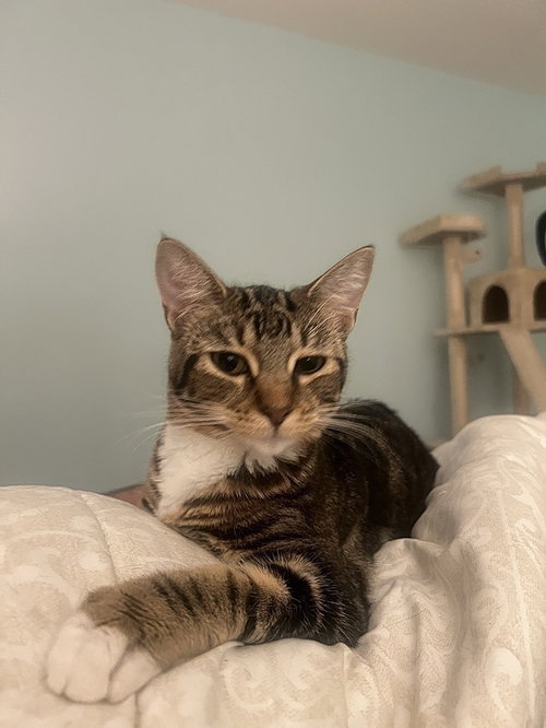 Spencer, Young Domestic Short Hair (short coat), cat for adoption in Largo, Florida