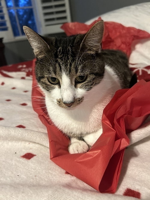 Bozenka, Adult Domestic Short Hair (short coat), cat for adoption in Largo, Florida