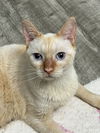 adoptable Cat in tampa, FL named Finn