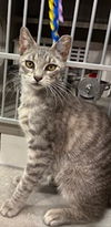 adoptable Cat in Tampa, FL named Kit Kat
