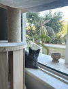 adoptable Cat in Tampa, FL named Bella Blue
