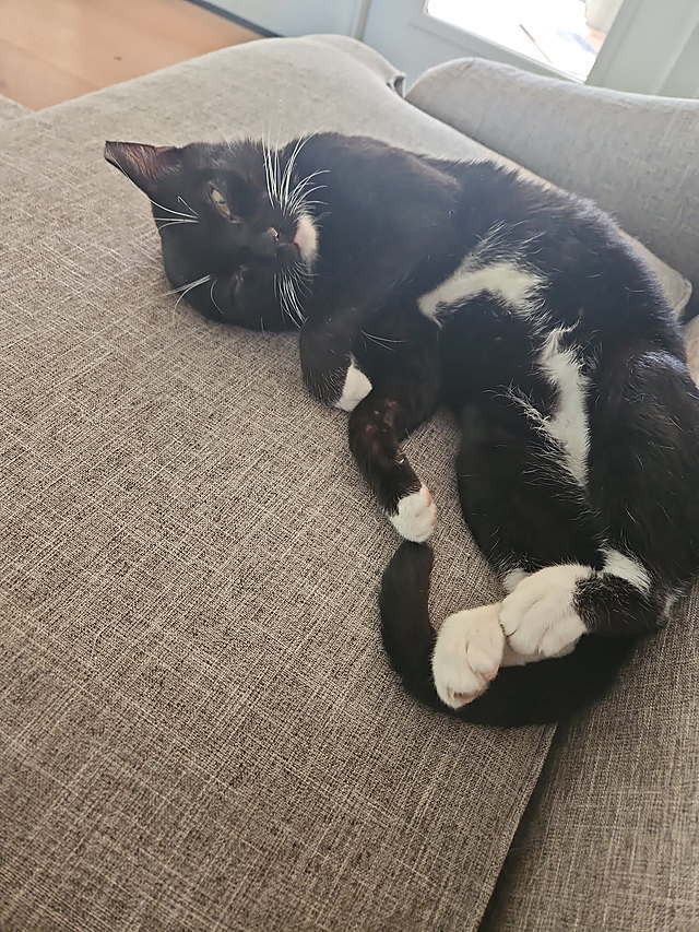 adoptable Cat in Tampa, FL named Benji