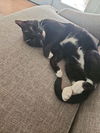 adoptable Cat in Tampa, FL named Benji