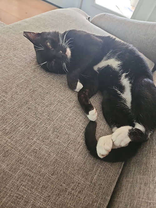 Benji, Young Domestic Short Hair (short coat), cat for adoption in Largo, Florida
