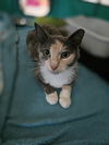 adoptable Cat in Tampa, FL named Dandelion