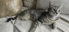 adoptable Cat in Tampa, FL named Coral