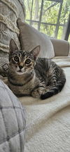 adoptable Cat in Tampa, FL named Marina