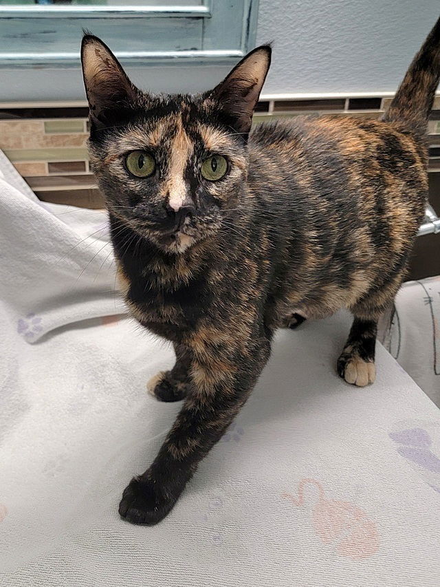adoptable Cat in Tampa, FL named Halo