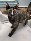 adoptable Cat in Tampa, FL named Halo