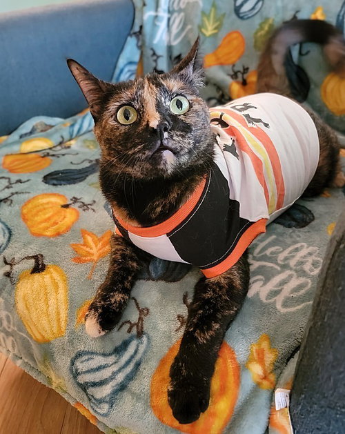 Halo, Young Domestic Short Hair (short coat), cat for adoption in Largo, Florida