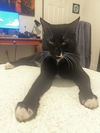 adoptable Cat in Tampa, FL named Crash
