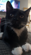 adoptable Cat in Tampa, FL named Tiny Tank