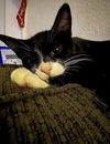 adoptable Cat in Tampa, FL named Canary