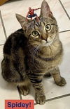 adoptable Cat in Tampa, FL named Spidey