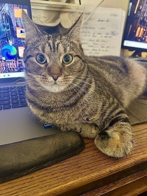 Spidey, Young Domestic Short Hair (short coat), cat for adoption in Largo, Florida
