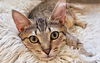adoptable Cat in Tampa, FL named Paprika