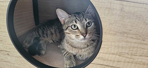 Nancy Drew, Young Domestic Short Hair (short coat), cat for adoption in Largo, Florida