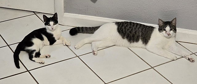 adoptable Cat in Tampa, FL named Tank