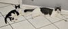 adoptable Cat in Tampa, FL named Tank