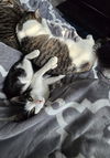 adoptable Cat in Tampa, FL named Sir Hemingway