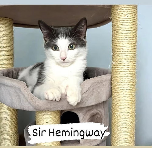 Photo 2 of Sir Hemingway