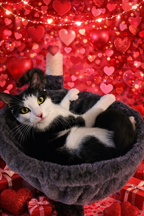 Sir Hemingway, Young Domestic Short Hair (short coat), cat for adoption in Largo, Florida