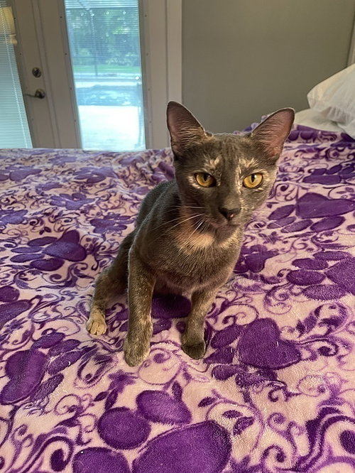 Lorelei, Young Domestic Short Hair (short coat), cat for adoption in Largo, Florida