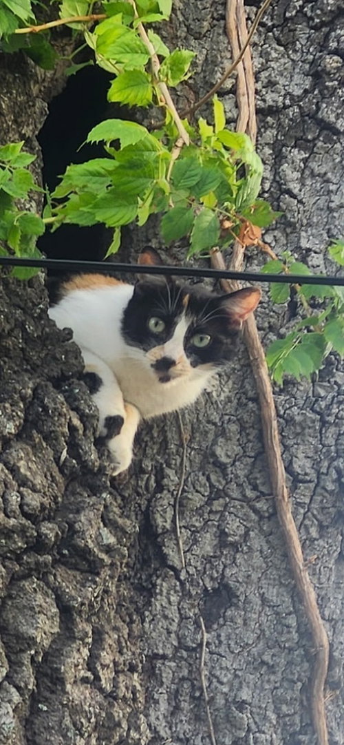 Groucho Marx Kelli, Young Domestic Short Hair (short coat), cat for adoption in Largo, Florida