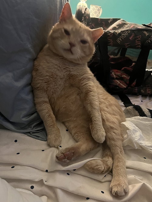 Garfield K, Adult Domestic Short Hair (short coat), cat for adoption in Largo, Florida