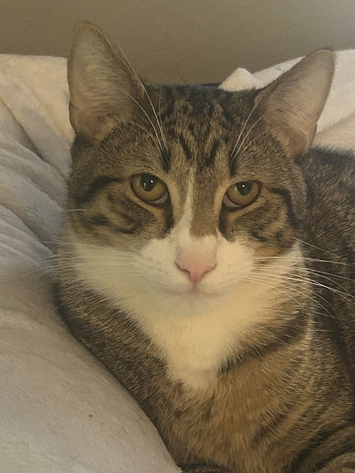 Elio, Young Domestic Short Hair (short coat), cat for adoption in Largo, Florida