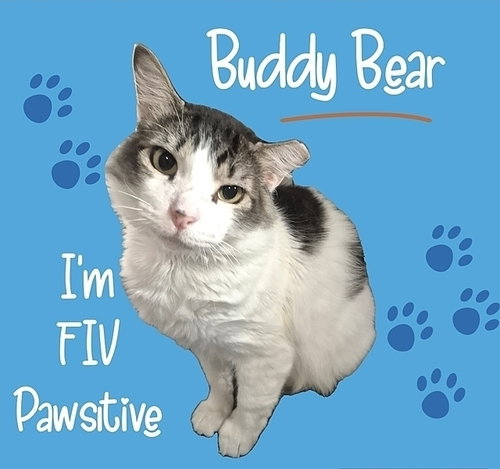 Buddy Bear, an adoptable Domestic Medium Hair in Tampa, FL