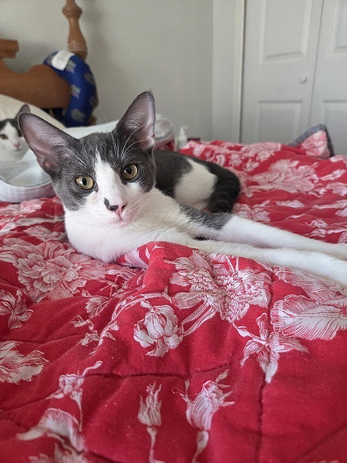 Mina, Young Domestic Short Hair (short coat), cat for adoption in Largo, Florida